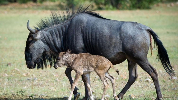 Ongava Lodge -Gnu mit Kalb